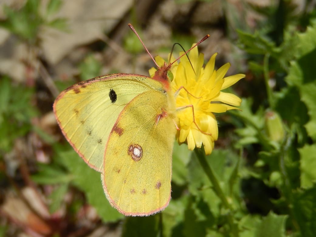 Kars Veling, Cevennen